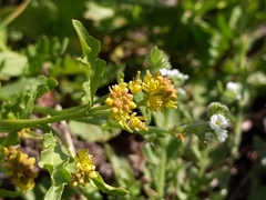 Rorippa curvisiliqua