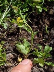 Rorippa curvisiliqua