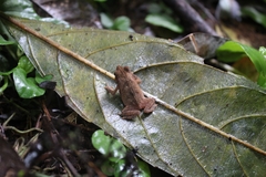 Rhinella alata