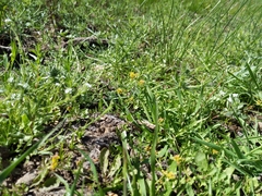 Rorippa curvisiliqua