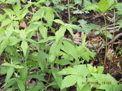 Silene stellata
