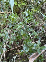 Metrosideros fulgens