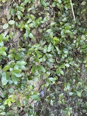 Metrosideros fulgens