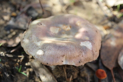 Russula kalimna