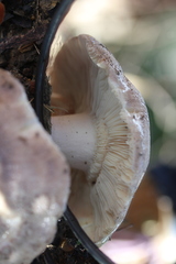 Russula kalimna