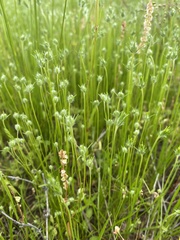 Plantago aristata