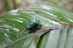 Oxysternon conspicillatum