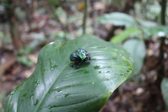 Oxysternon conspicillatum