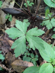 Sanicula lamelligera