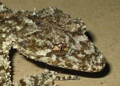 Saltuarius wyberba
