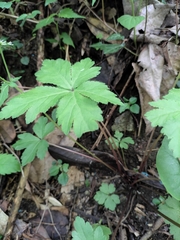 Sanicula lamelligera