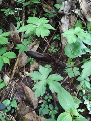 Sanicula lamelligera