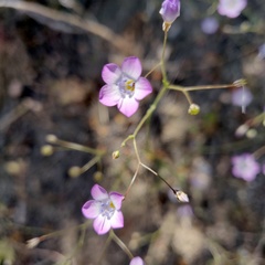 Saltugilia splendens