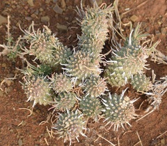 Euphorbia braunsii