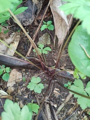 Sanicula lamelligera