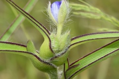 Tradescantia reverchonii