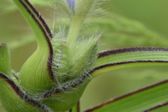 Tradescantia reverchonii