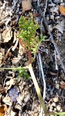 Saltugilia splendens