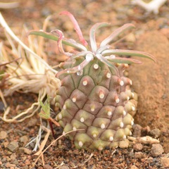 Euphorbia braunsii