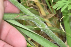 Tradescantia reverchonii