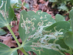 Phytomyza aquilegivora