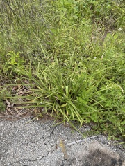 Tradescantia reverchonii