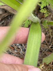 Tradescantia reverchonii