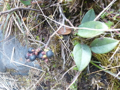 Gaultheria glomerata