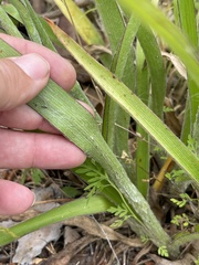 Tradescantia reverchonii