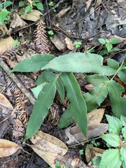 Coniogramme intermedia