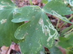 Phytomyza aquilegivora