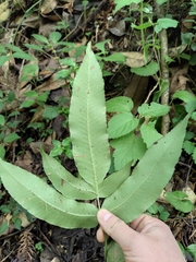 Coniogramme intermedia