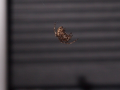 Neoscona menghaiensis