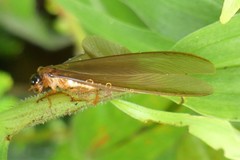 Odontotermes formosanus