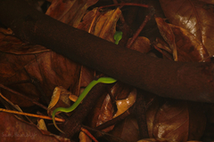 Trimeresurus macrops