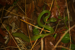 Trimeresurus macrops