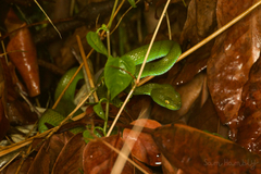 Trimeresurus macrops