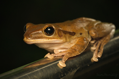 Polypedates megacephalus