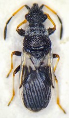 Microplax albofasciata