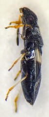 Microplax albofasciata