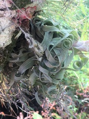 Tillandsia streptophylla