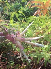 Tillandsia streptophylla