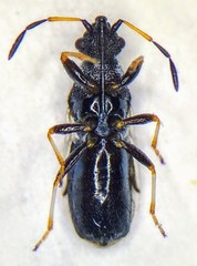 Microplax albofasciata