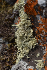 Ramalina obtusata