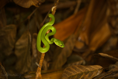 Trimeresurus macrops