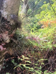 Tillandsia streptophylla