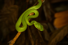Trimeresurus macrops