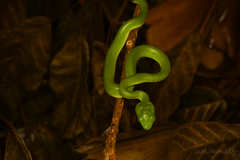 Trimeresurus macrops