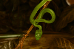Trimeresurus macrops