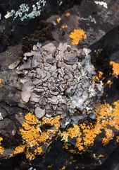 Dermatocarpon intestiniforme